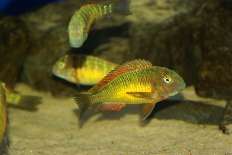 Tropheus moorii 'Kasanga'